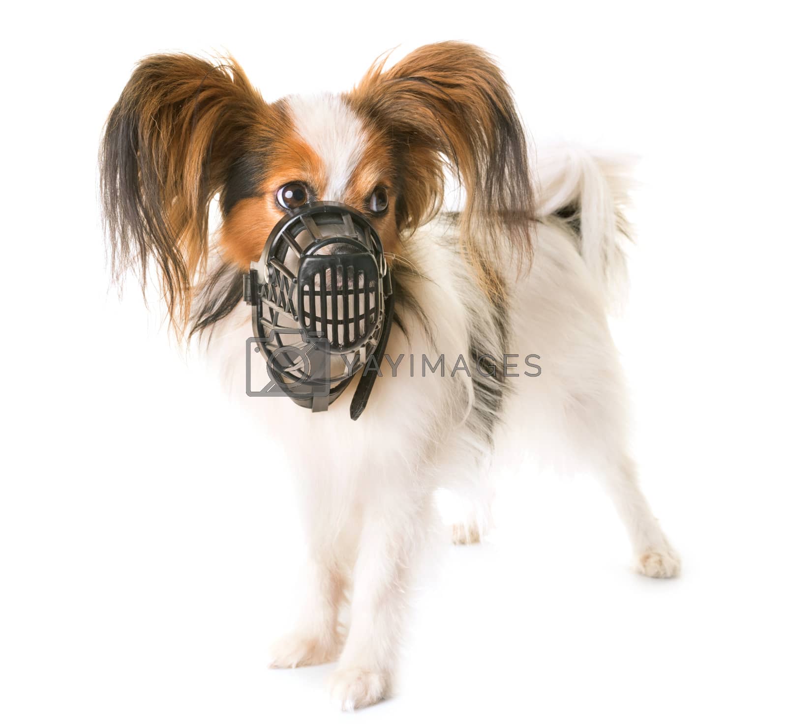 Royalty free image of papillon dog and muzzle by cynoclub