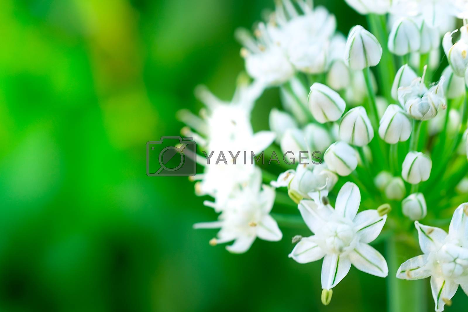 Royalty free image of green onions close up on background by gukgui