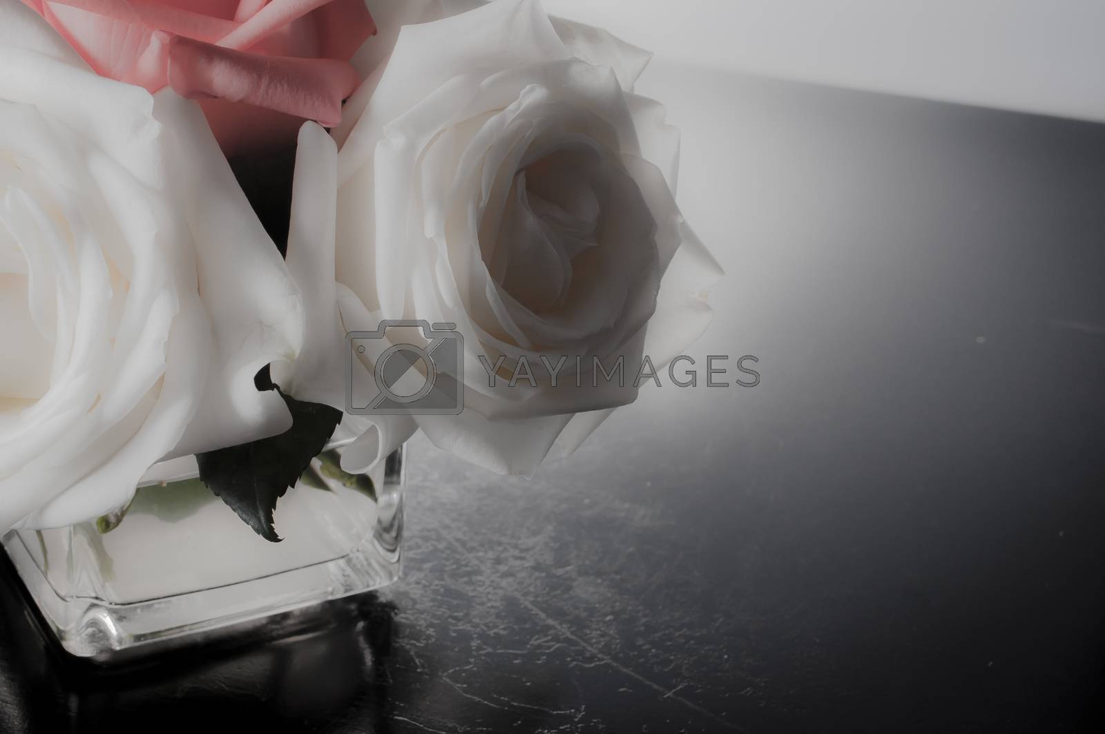 Royalty free image of rose flowers close up on background. 
 by gukgui