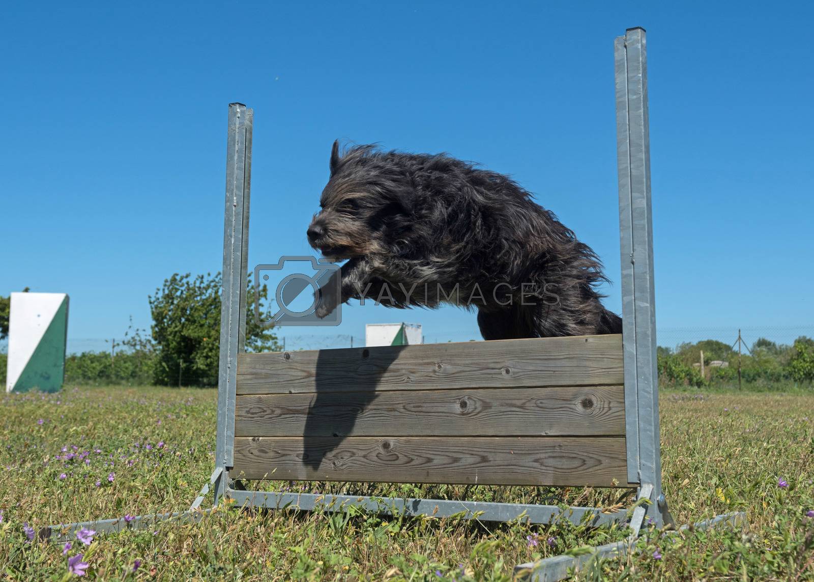 Royalty free image of training of obedience by cynoclub