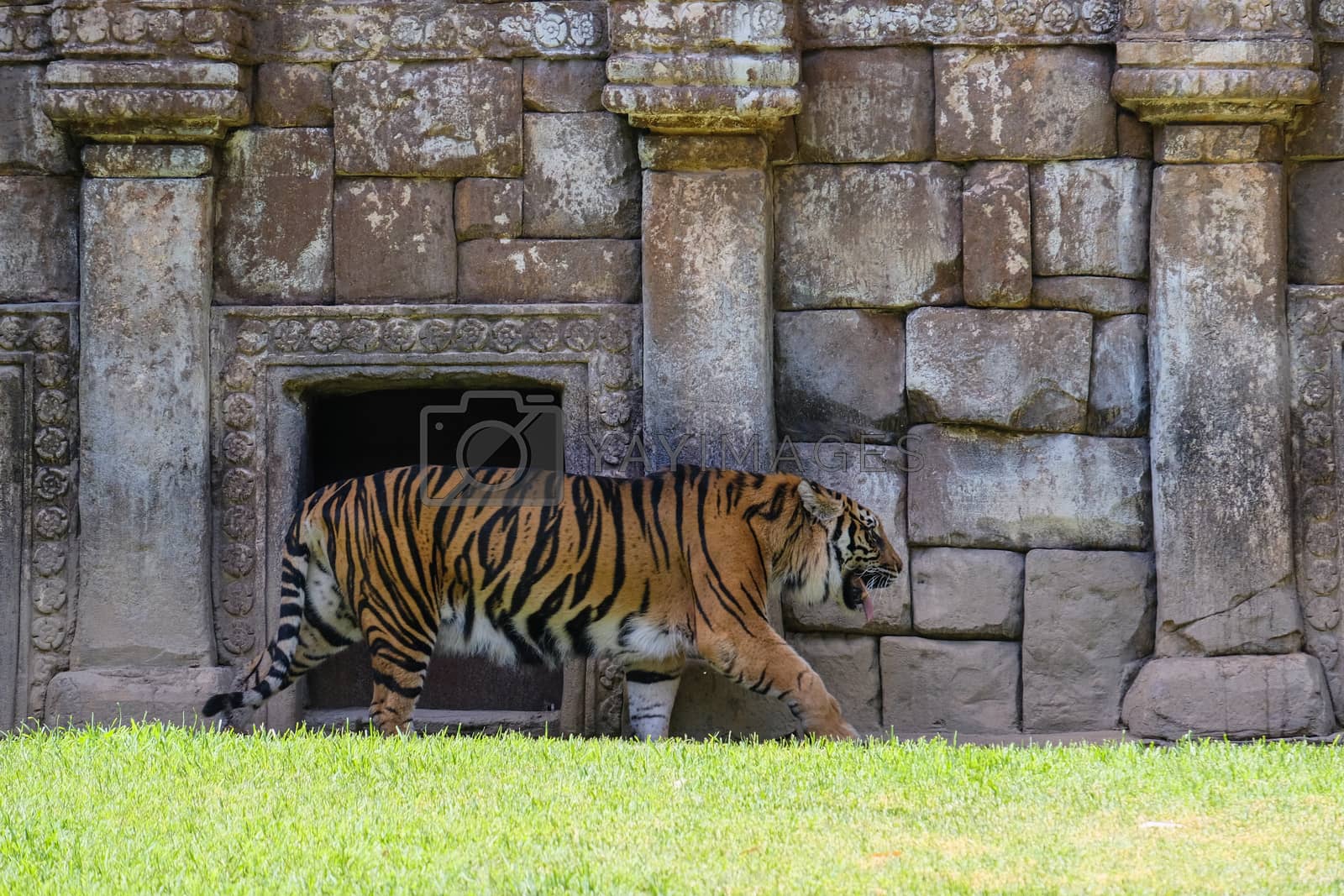 Royalty free image of FUENGIROLA, ANDALUCIA/SPAIN - JULY 4 : Sumatran Tiger at the Bio by phil_bird