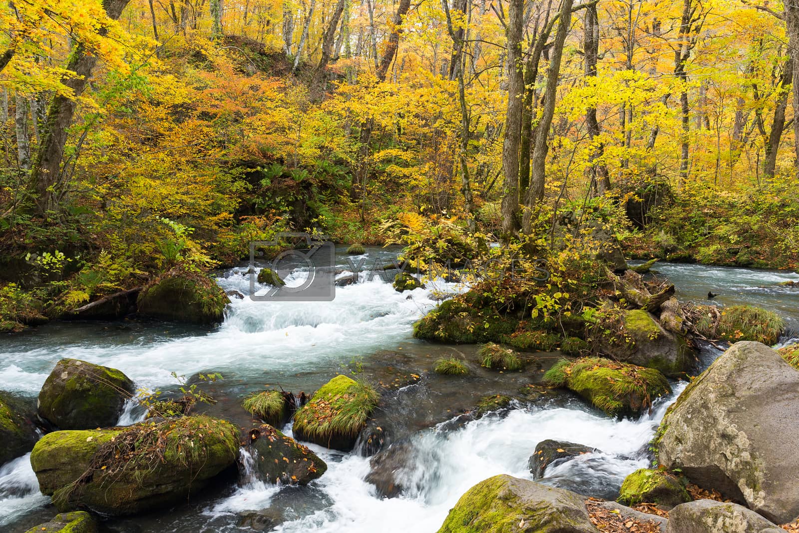 Royalty free image of Oirase Stream in fall by leungchopan