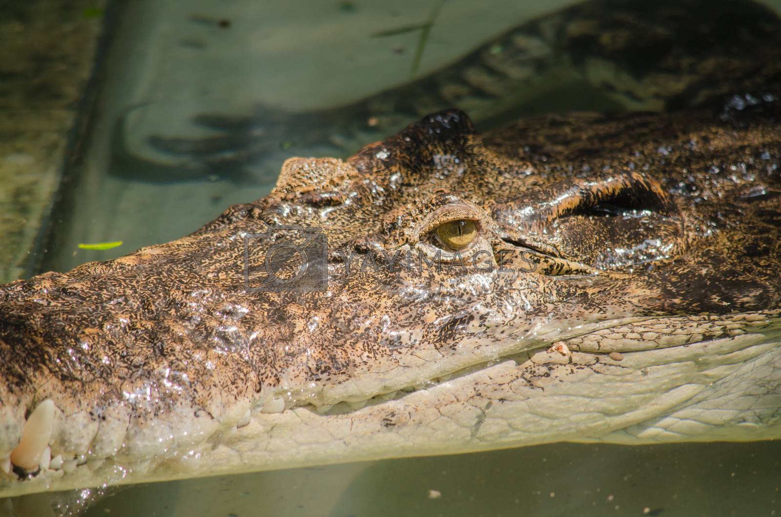 Royalty free image of crocodile are semiaquatic and tend to congregate in freshwater h by visanuwit