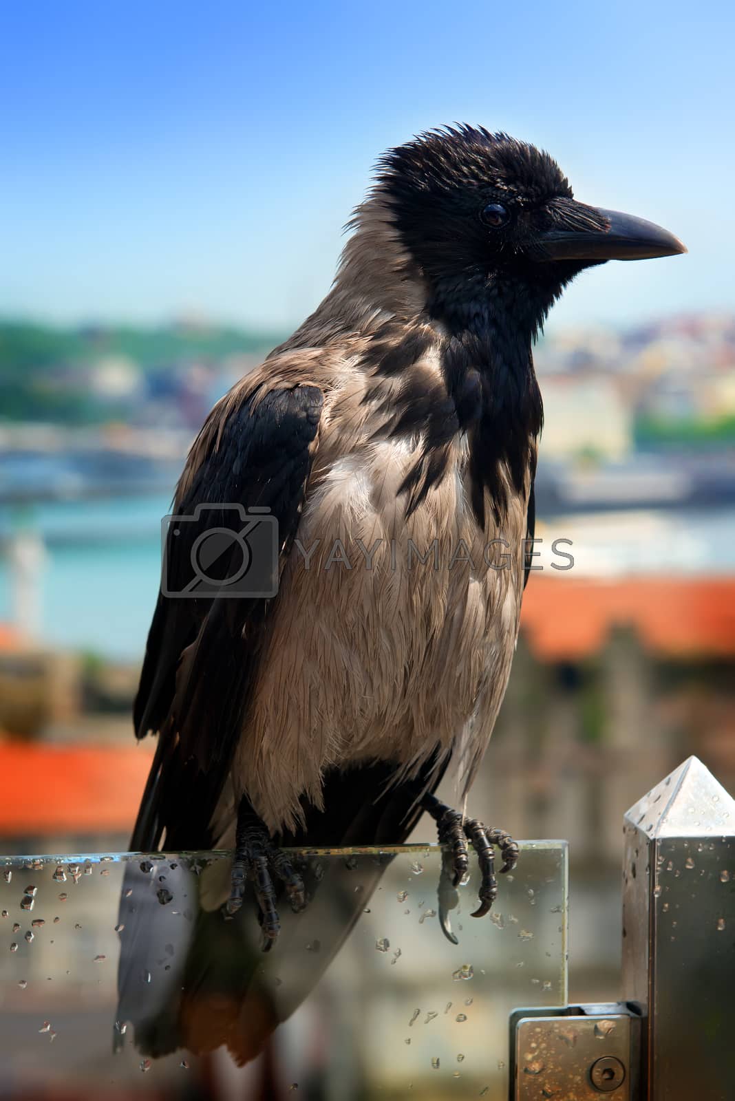Royalty free image of Wet gray crow by Givaga
