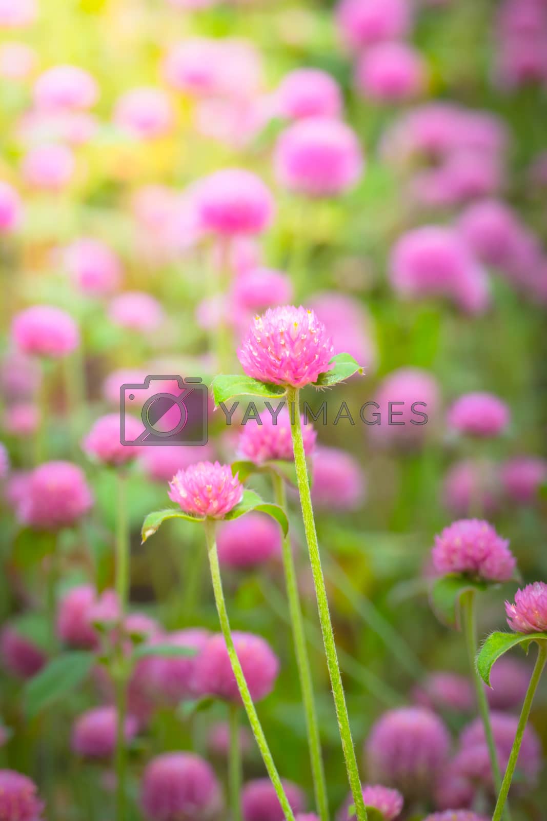 Royalty free image of The background image of the colorful flowers by teerawit