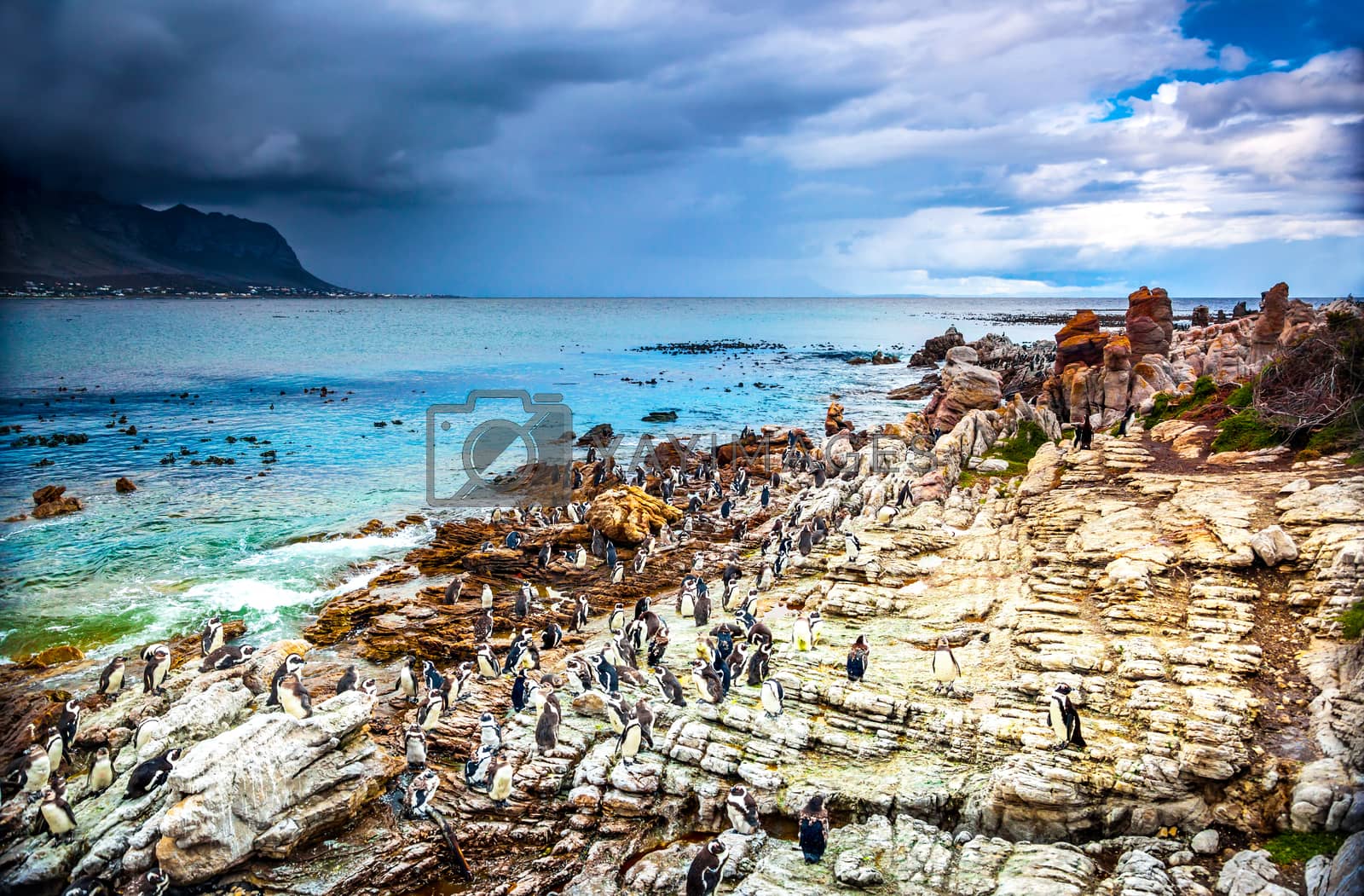 Royalty free image of Amazing landscape of Betty's Bay by Anna_Omelchenko