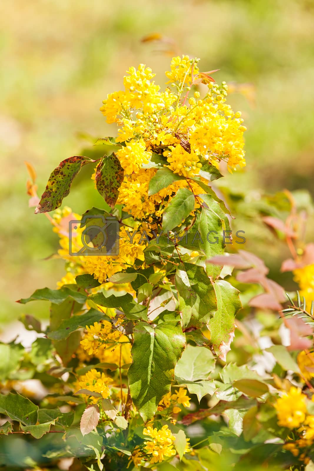 Royalty free image of  yellow wildflower by vladimirnenezic