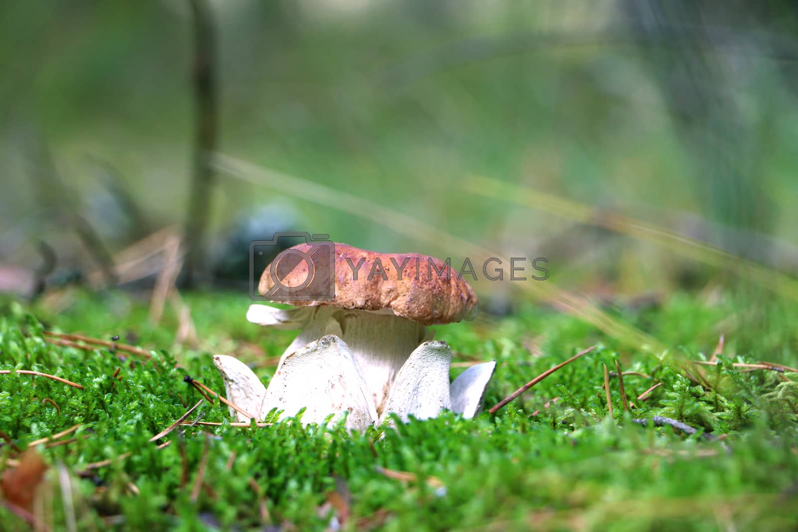 Royalty free image of royal king cep in wood by romvo