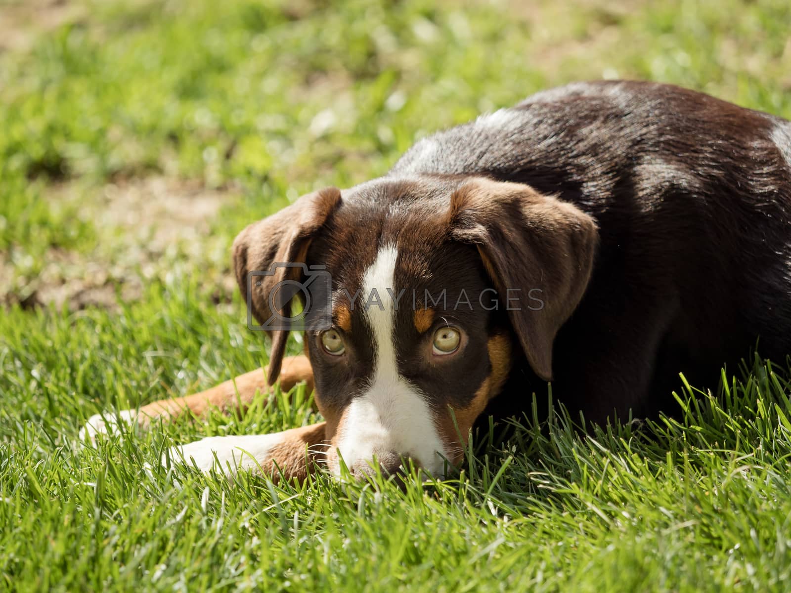Royalty free image of Appenzeller puppy is lying and waiting by sandra_fotodesign
