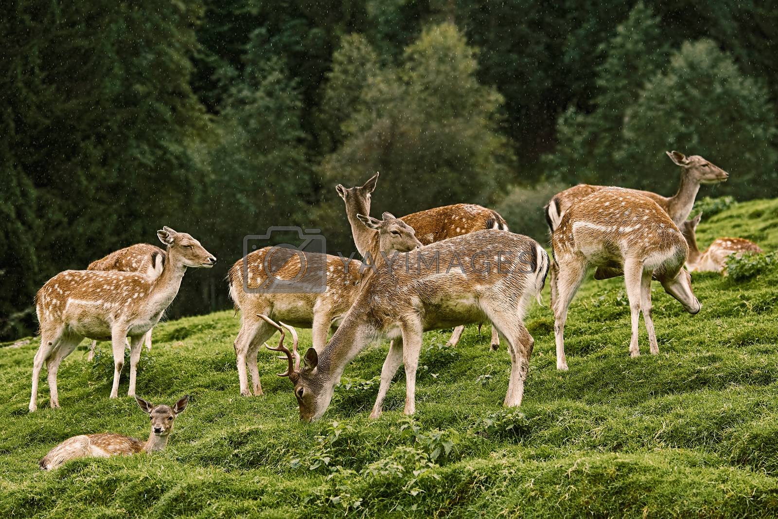 Royalty free image of Deers near the Forest by SNR