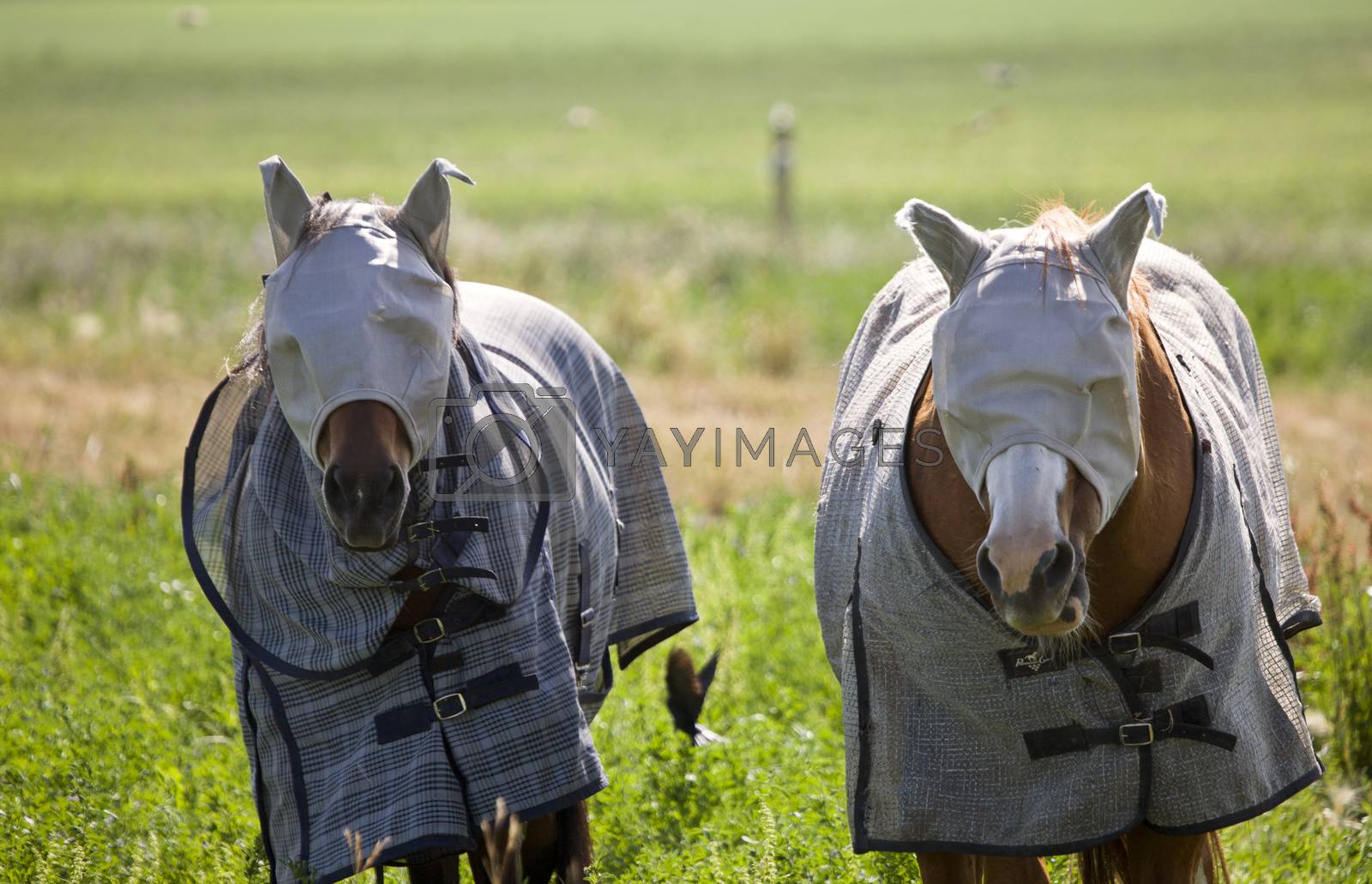 Royalty free image of Head Covered Horses by pictureguy