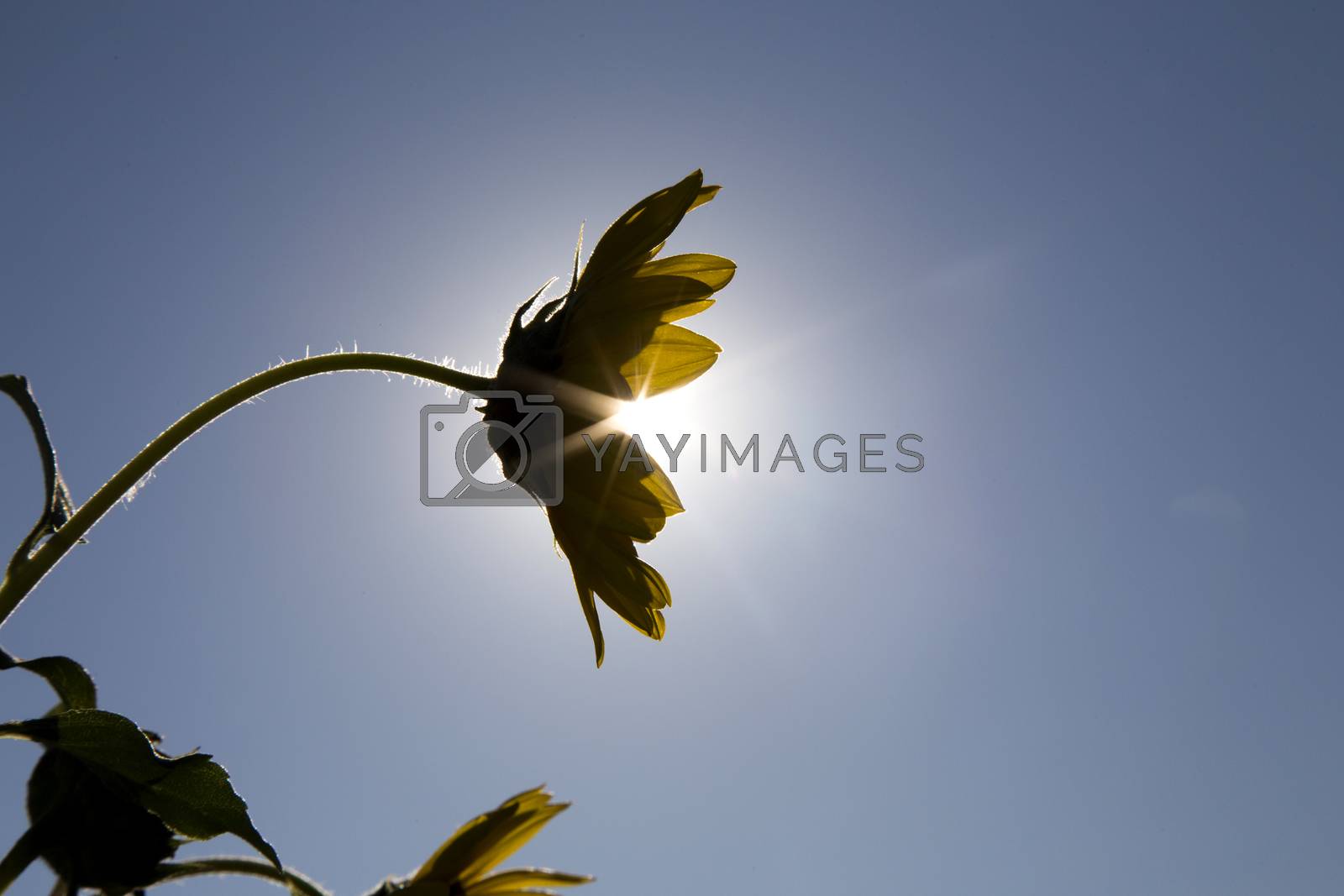 Royalty free image of Sunflower in Sun by pictureguy