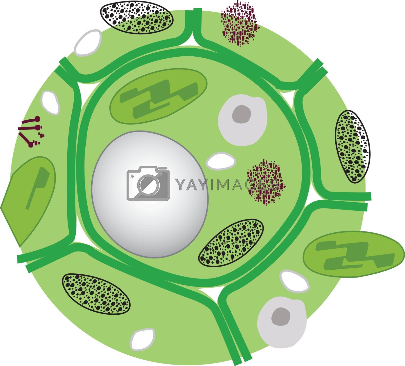 Royalty free image of Structure of Cellulose cell. Illustration vector. by pattarawit