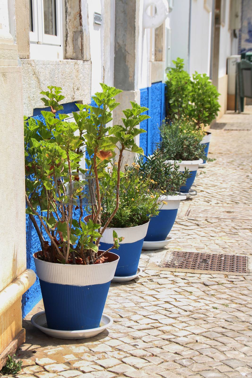 Royalty free image of Typical street of Algarve by membio