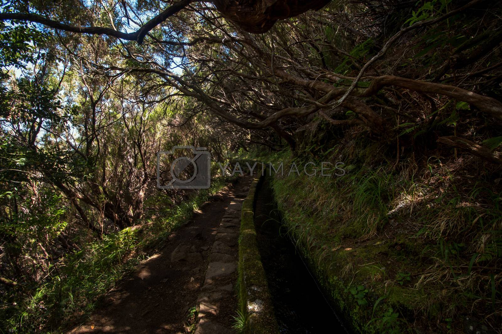 Royalty free image of Levada of 25 fontes by membio