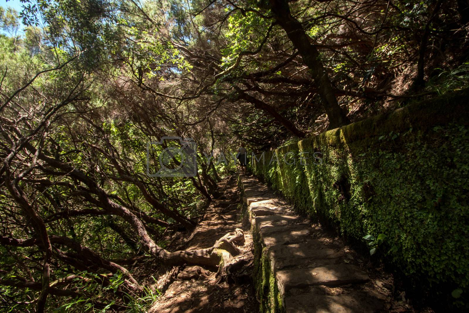 Royalty free image of Levada of 25 fontes by membio