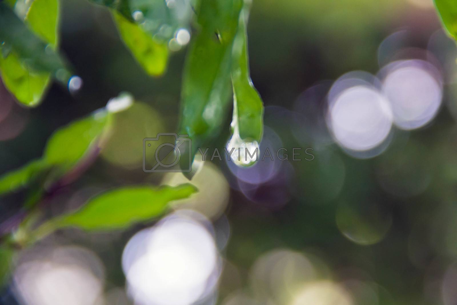 Royalty free image of Closeup water drops on green leave by STZU