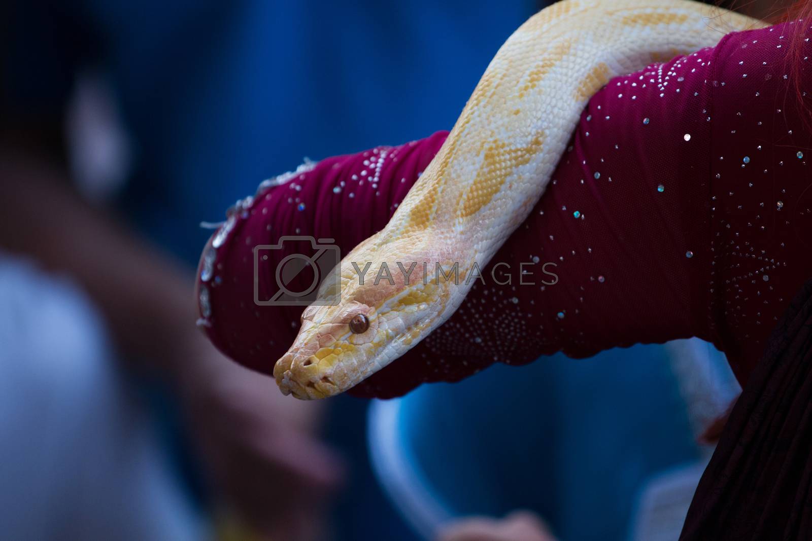 Royalty free image of albino Burmese python by membio