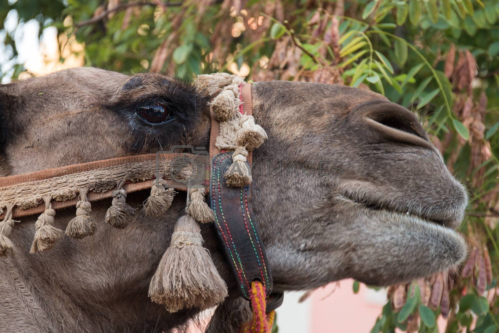 Royalty free image of Camel head in medieval festival by membio