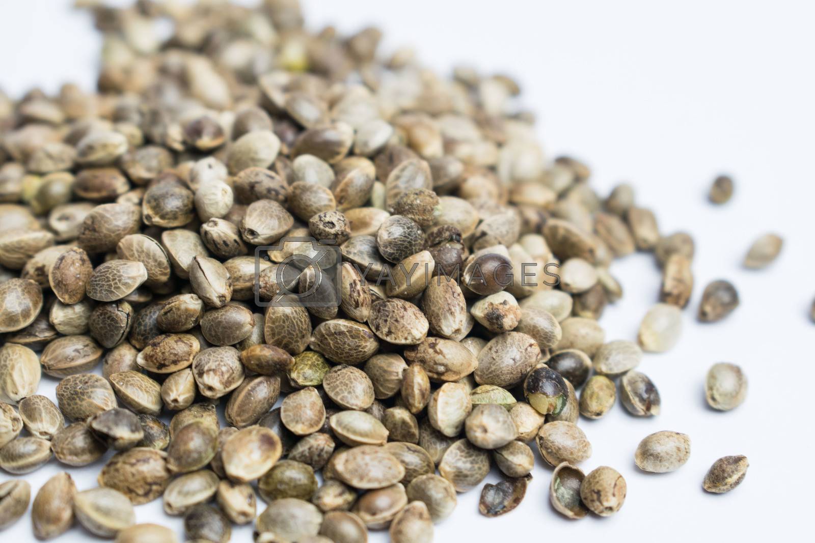 Royalty free image of Many cannabis seeds by federica_favara