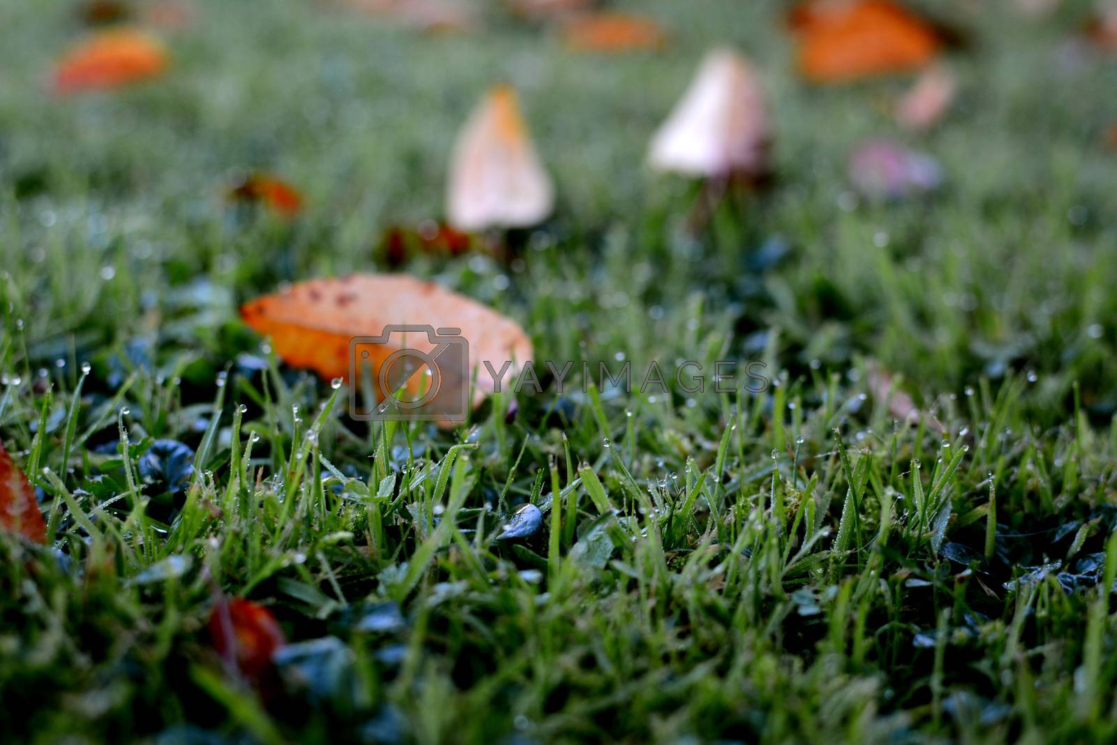 Royalty free image of Dew droplets on grass, with scattered fall leaves by sarahdoow
