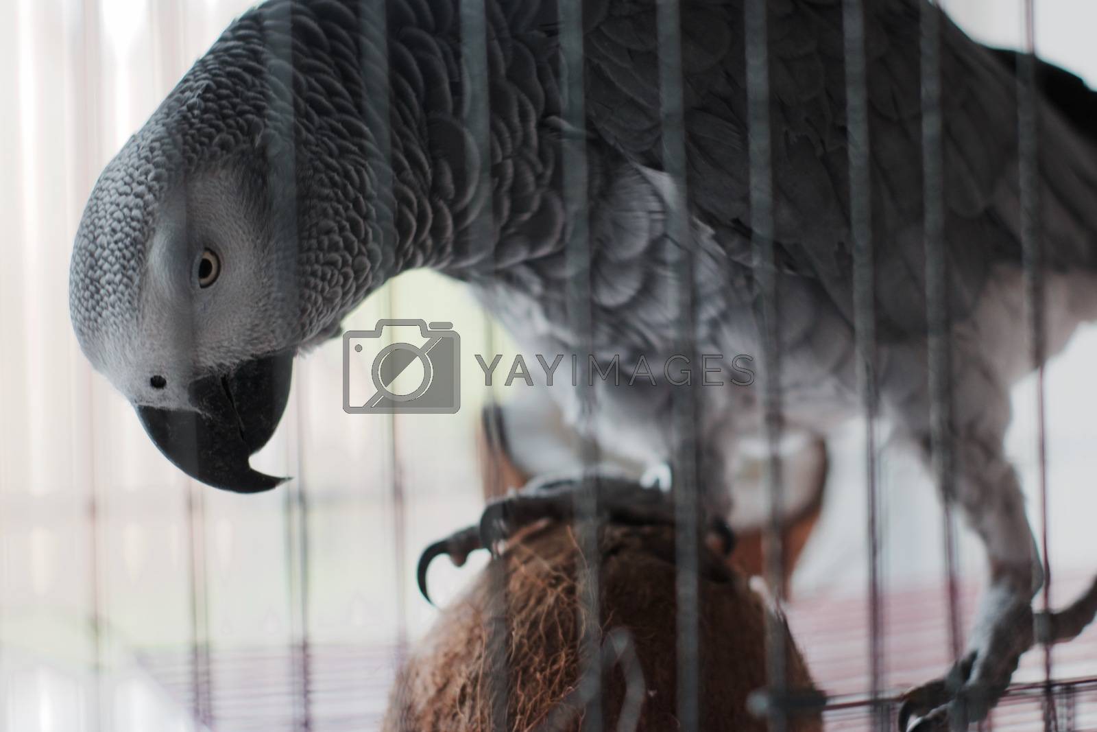 Royalty free image of African grey parrot by adriantoday