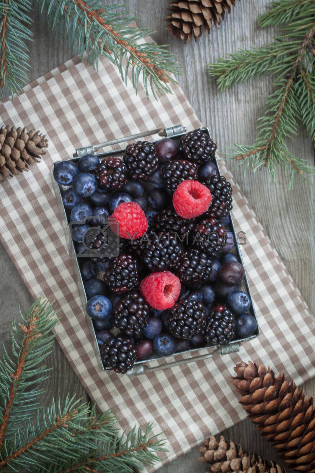 Royalty free image of Fresh berries in the iron box on the beige napkin with cones and Christmas-tree branches. Rustic background. by Katia1504