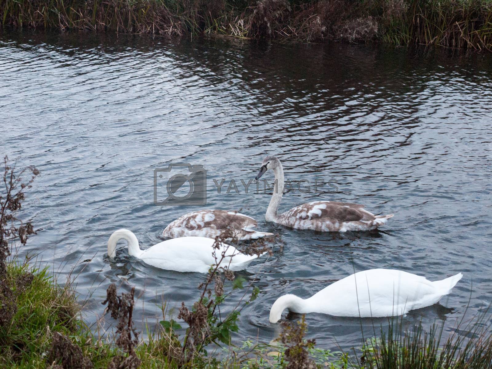 Royalty free image of beautiful view of family of white mute swans and cygnets lake by callumrc