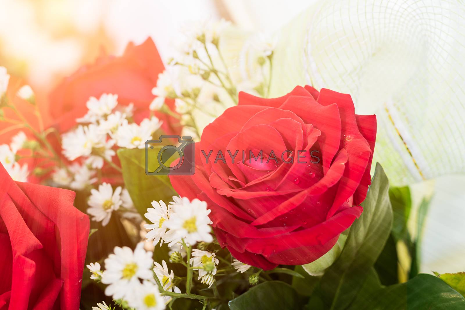 Royalty free image of Close up red roses bouquet by stoonn