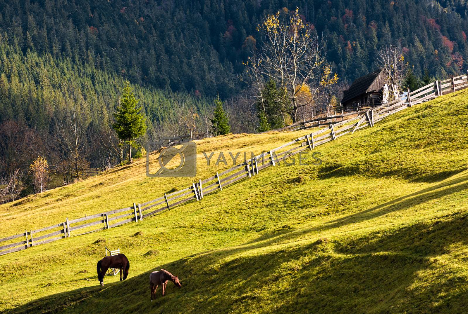 Royalty free image of horses on a grassy hillside near the village by Pellinni