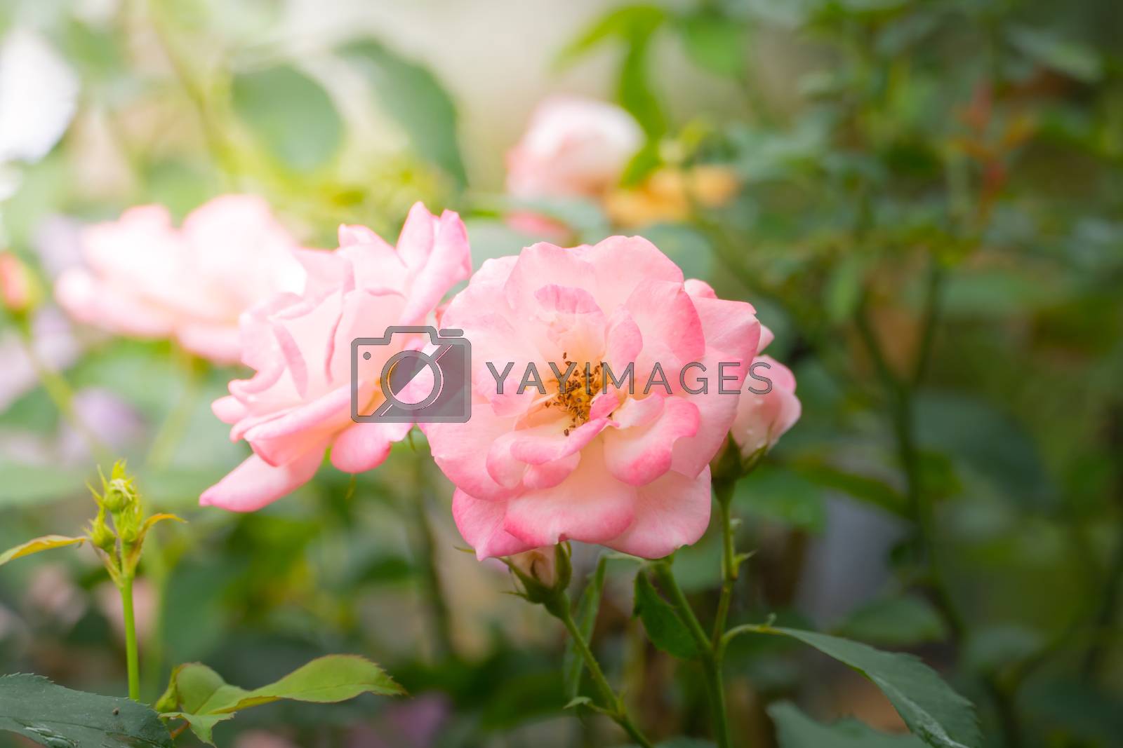 Royalty free image of Roses in the garden  by teerawit