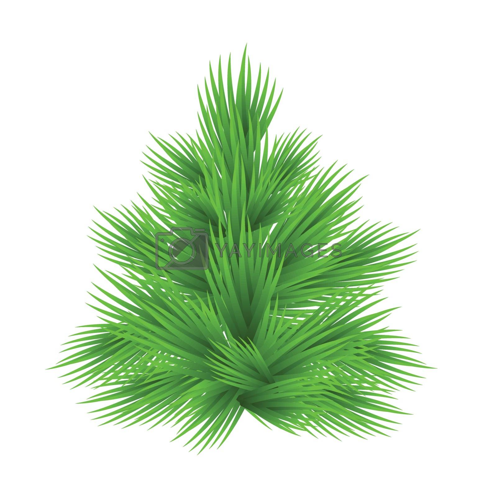 Royalty free image of Lush fir tree Isolated on white vector illustration. by nutela_pancake