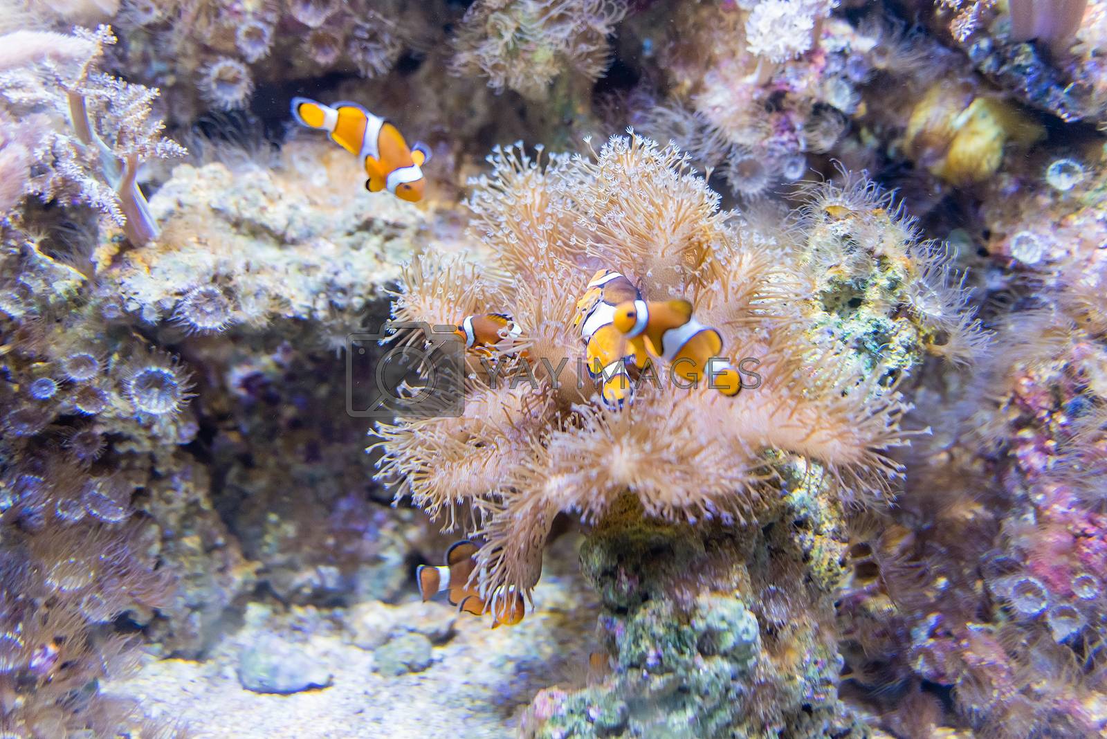 Royalty free image of Closeup of clownfishes in aquarium environment by marcorubino