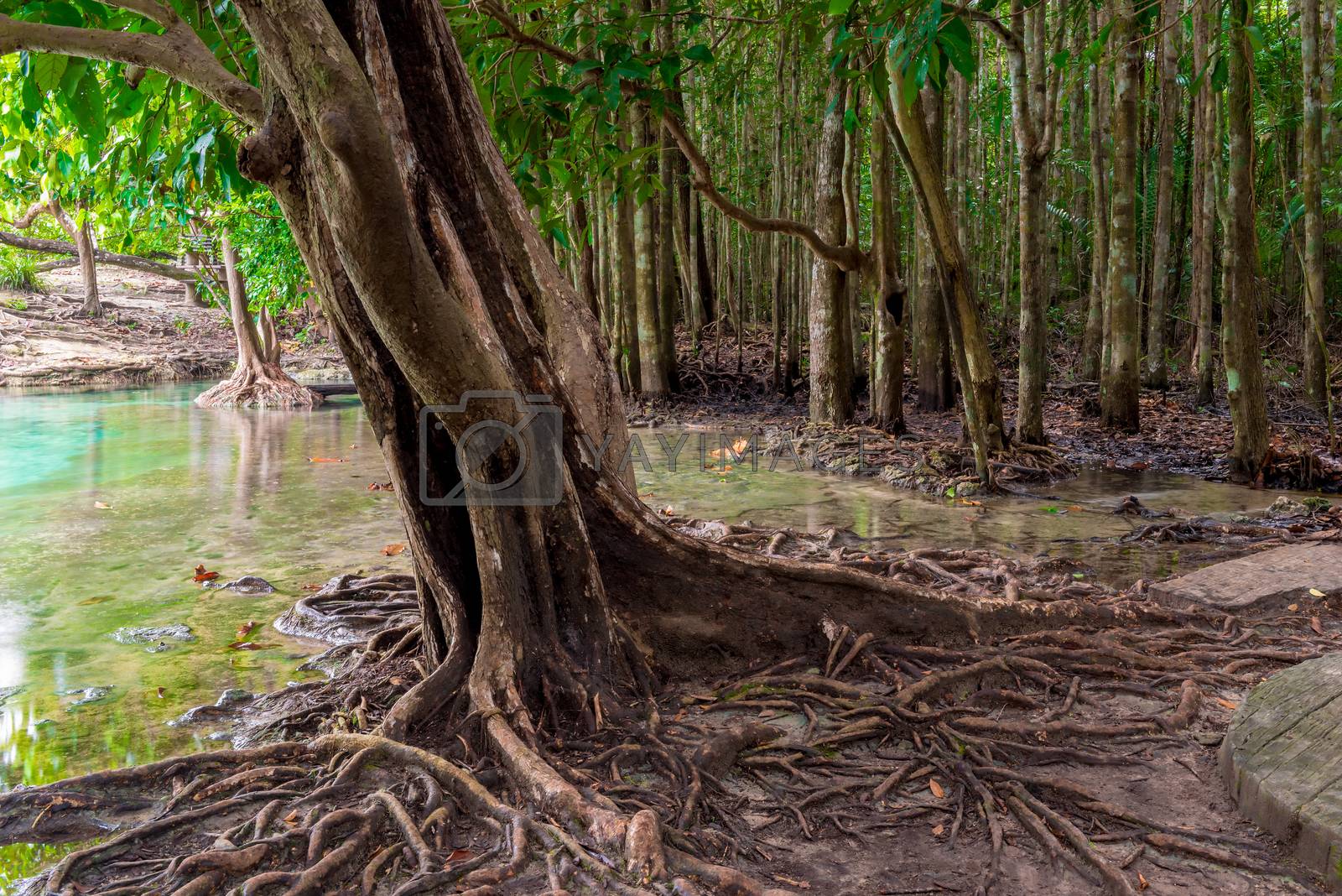Royalty free image of large branched roots of a tropical tree near the lake in the jun by kosmsos111