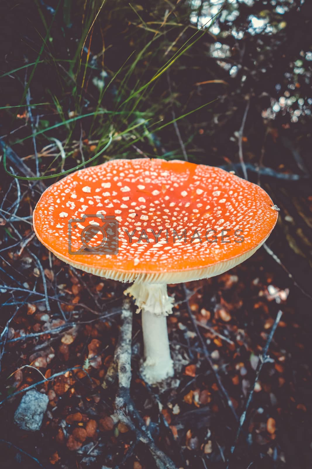 Royalty free image of Amanita muscaria. fly agaric toadstool by daboost