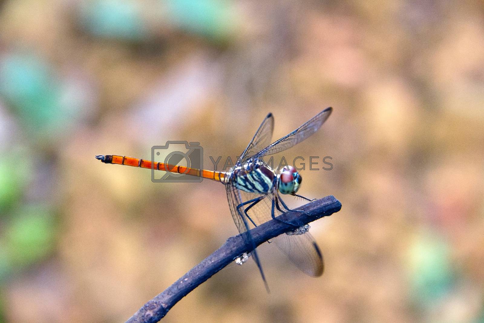 Royalty free image of Closeup Dragonfly Island on a branch by STZU