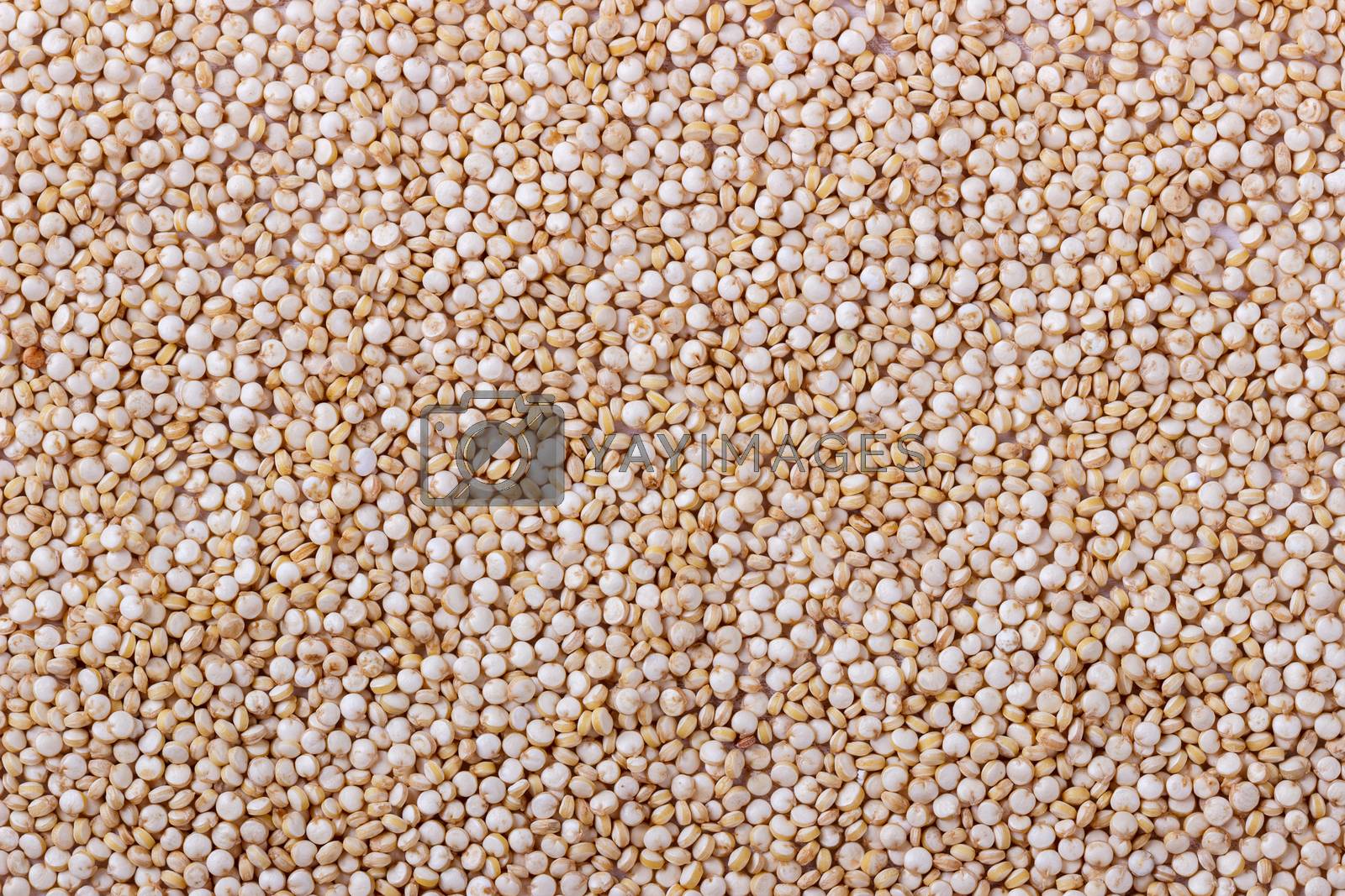 Royalty free image of White quinoa seeds by Lana_M