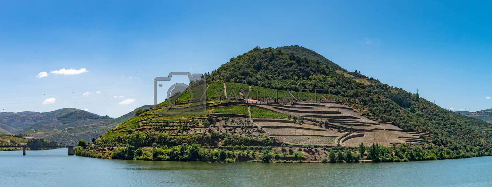 Royalty free image of Point of view shot of terraced vineyards in Douro Valley by homydesign