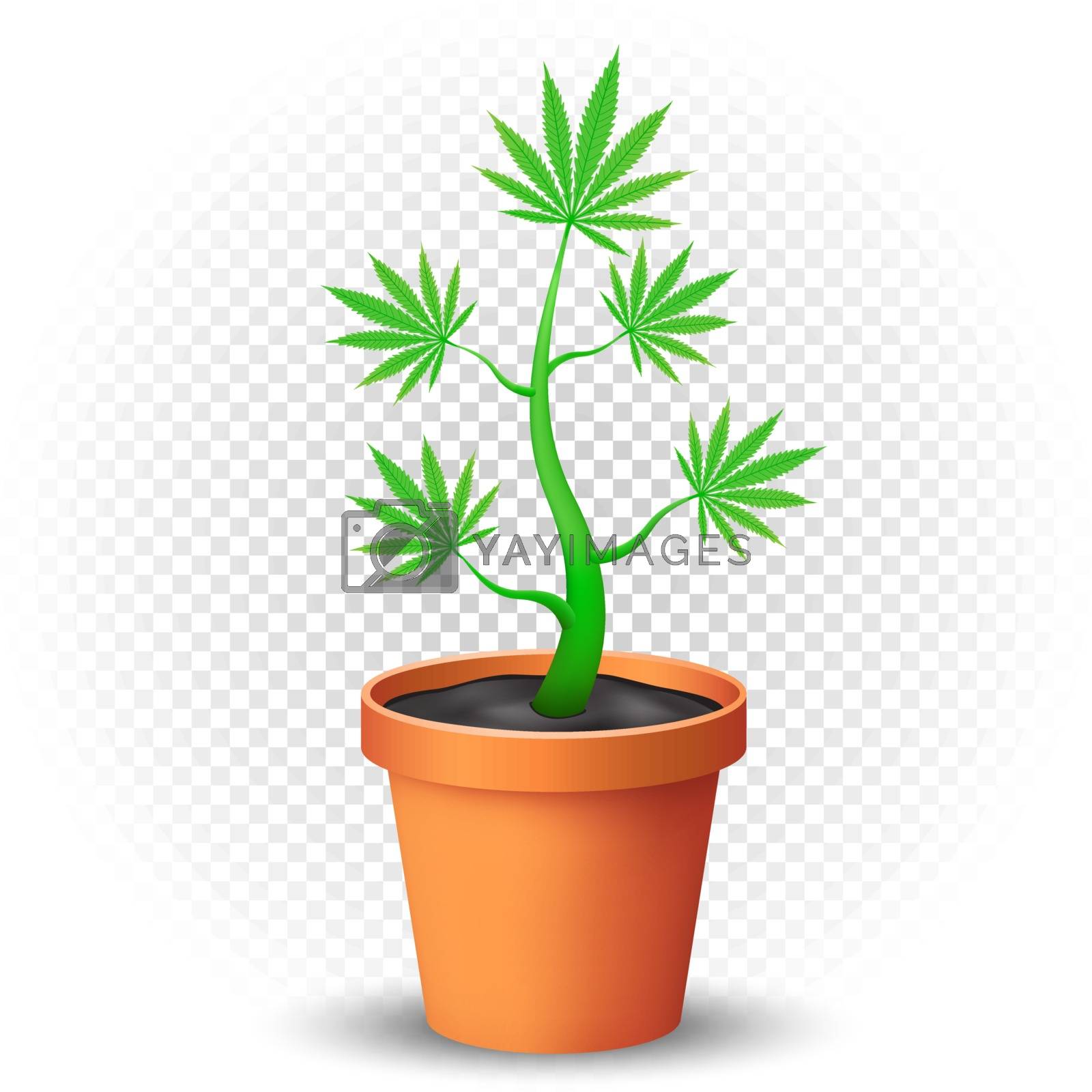 Royalty free image of cannabis plant grows in flowerpot by romvo