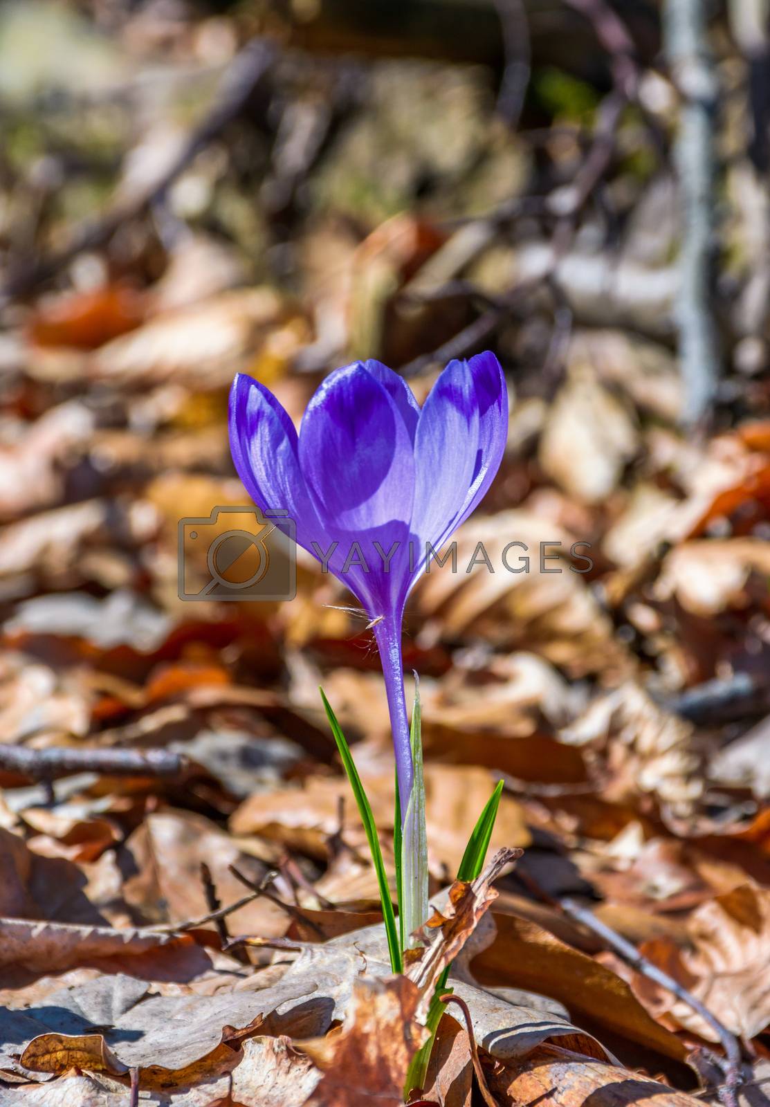 Royalty free image of purple crocus flowers in forest by Pellinni
