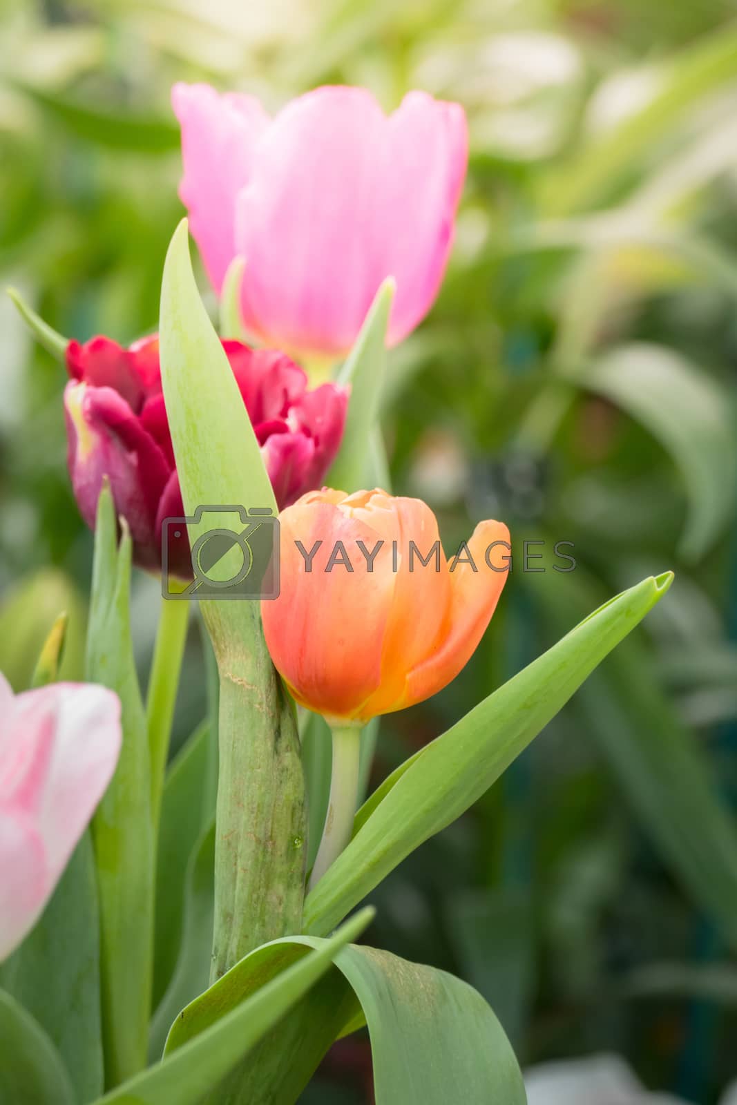 Royalty free image of Beautiful bouquet of tulips. colorful tulips. by teerawit