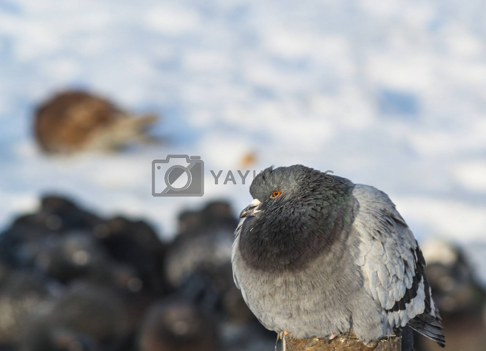 Royalty free image of the king of the birds close up by darksoul72