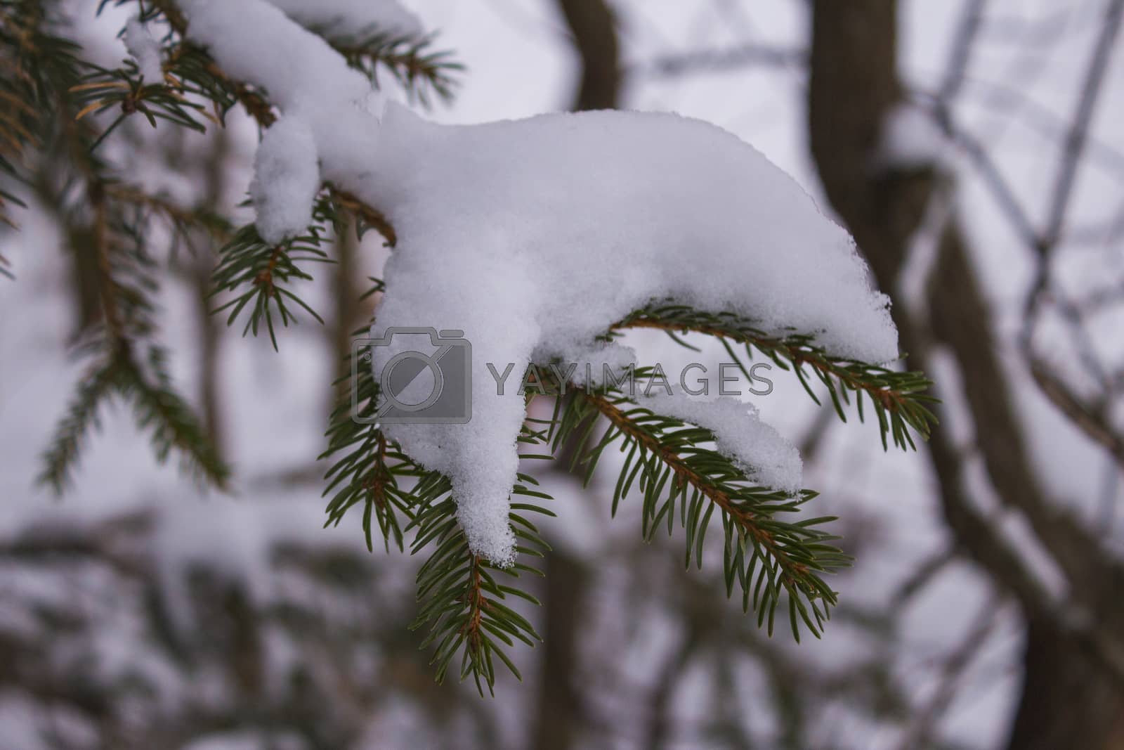 Royalty free image of Spruce sprig sprinkled with snow. by mb71ph