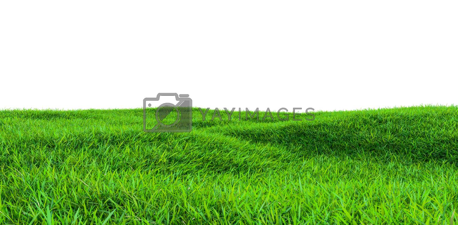 Royalty free image of Green grass field isolated on white background by cherezoff