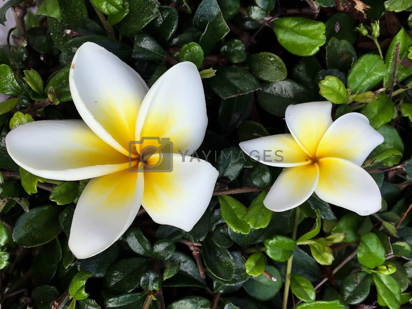 Royalty free image of Closeup white and yellow plumeria flower by STZU
