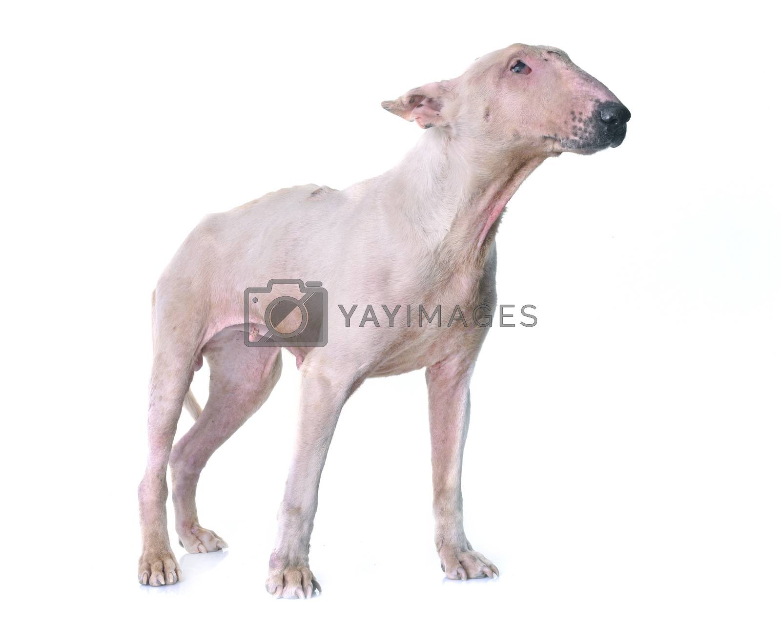 Royalty free image of thin bull terrier by cynoclub