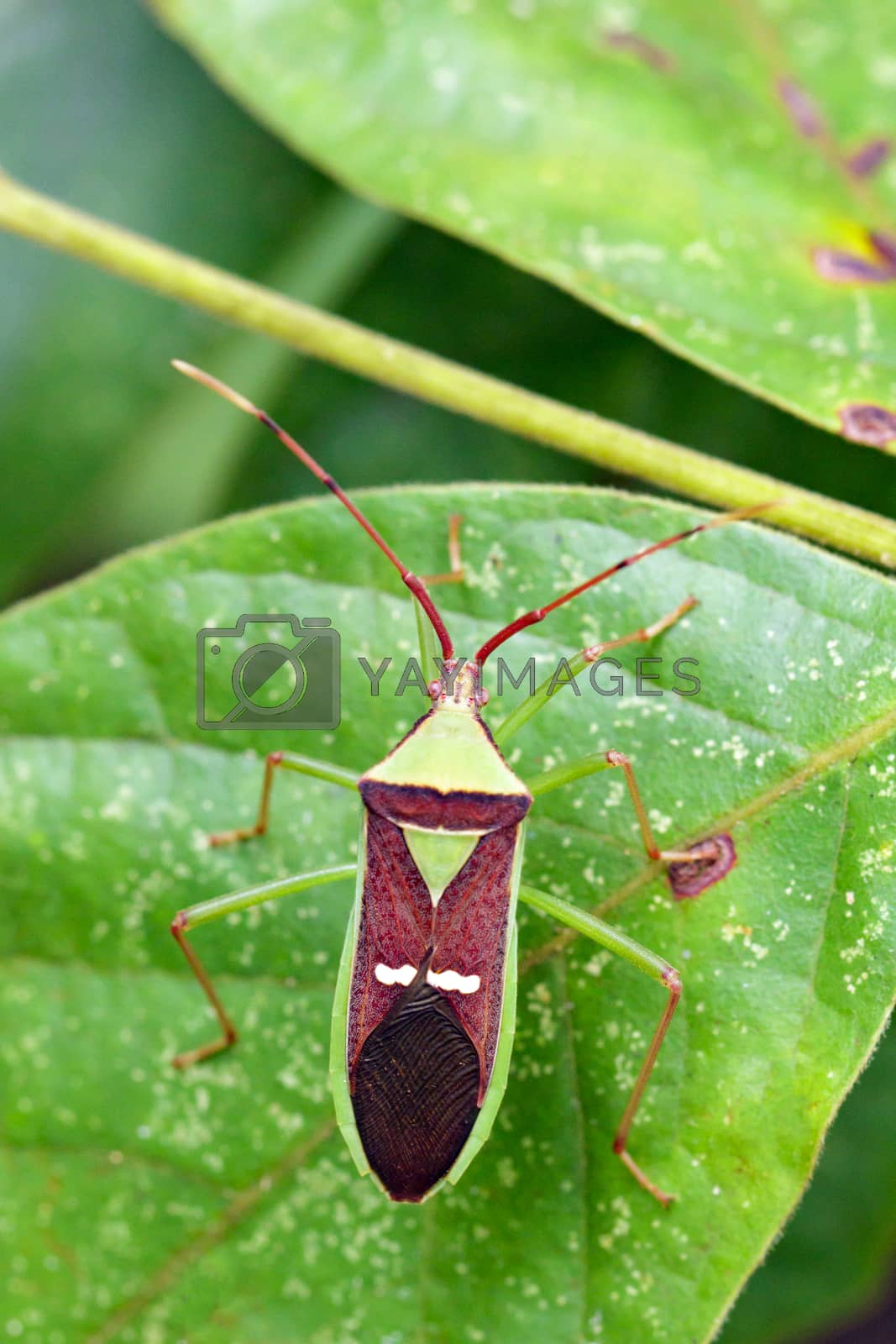 Royalty free image of Image of green legume pod bug(Hemiptera) on a green leaf. Insect by yod67