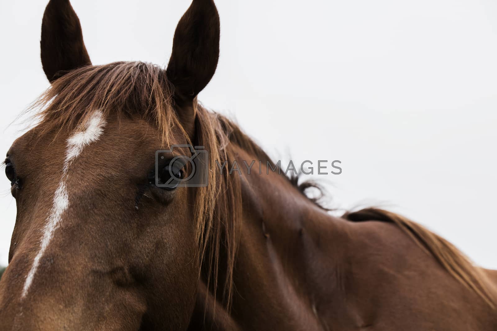 Royalty free image of Australian horse in the paddock by artistrobd