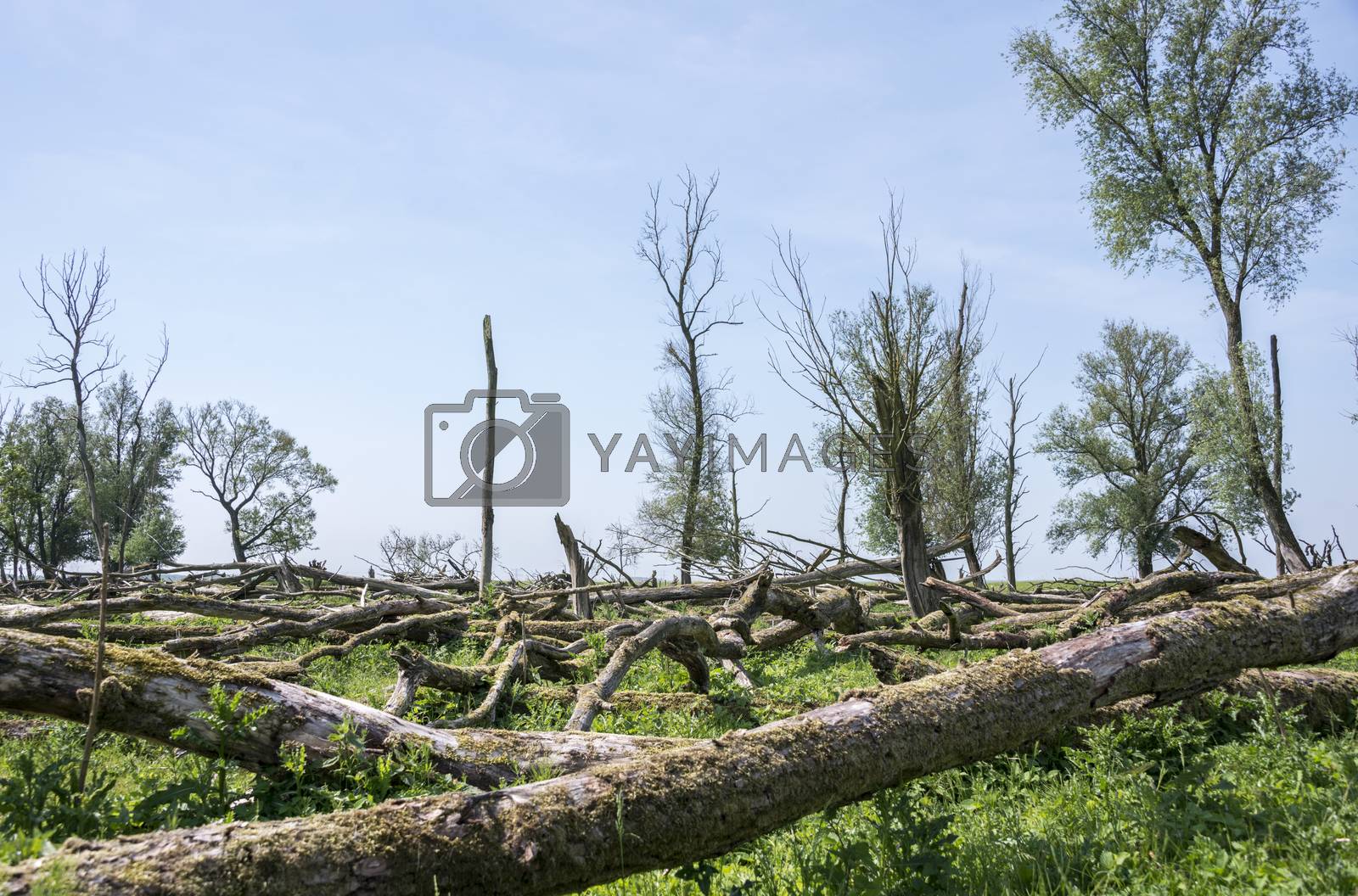 Royalty free image of forest with dead and fallen trees by compuinfoto