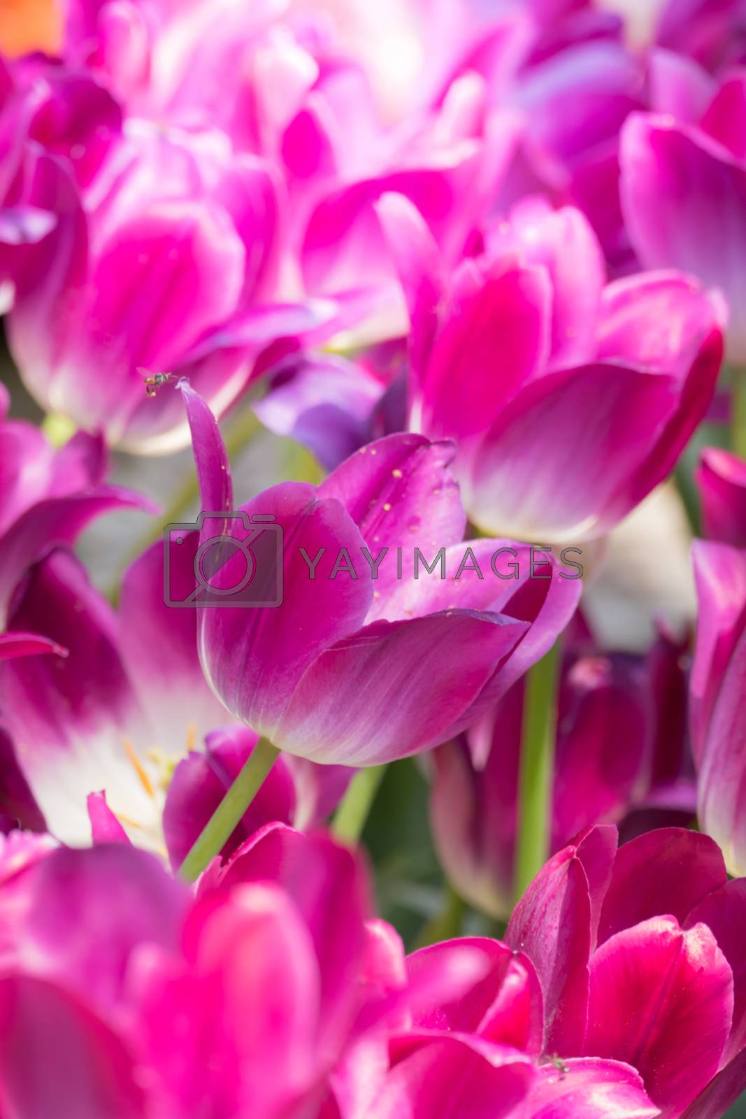 Royalty free image of Beautiful bouquet of tulips. colorful tulips. nature background by teerawit